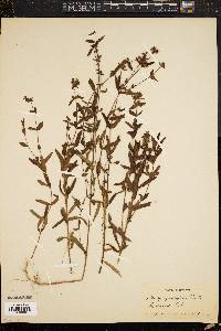 Stachys hyssopifolia image