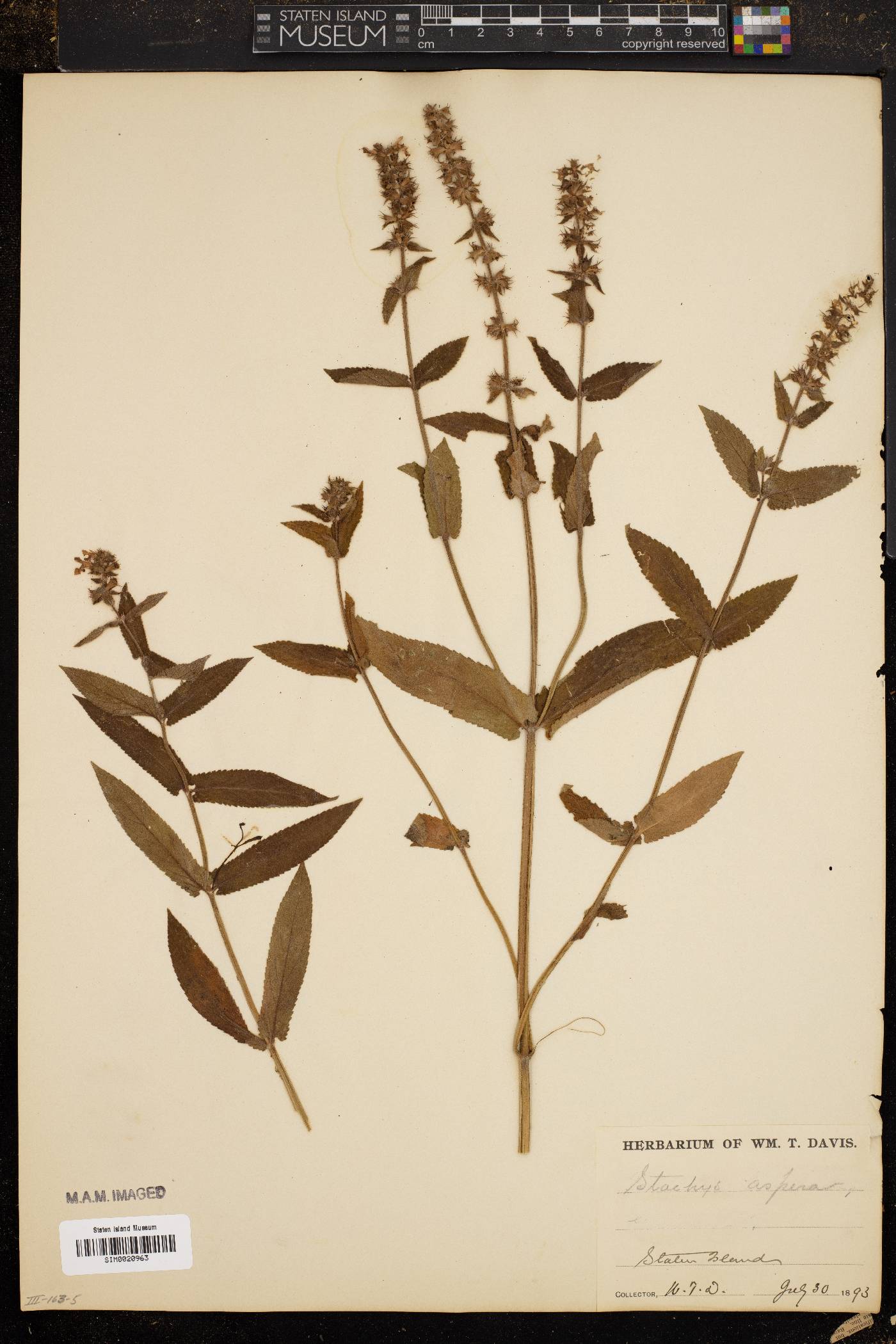 Stachys aspera image