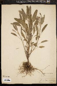 Image of Salvia officinalis