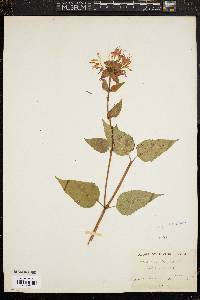 Monarda didyma image