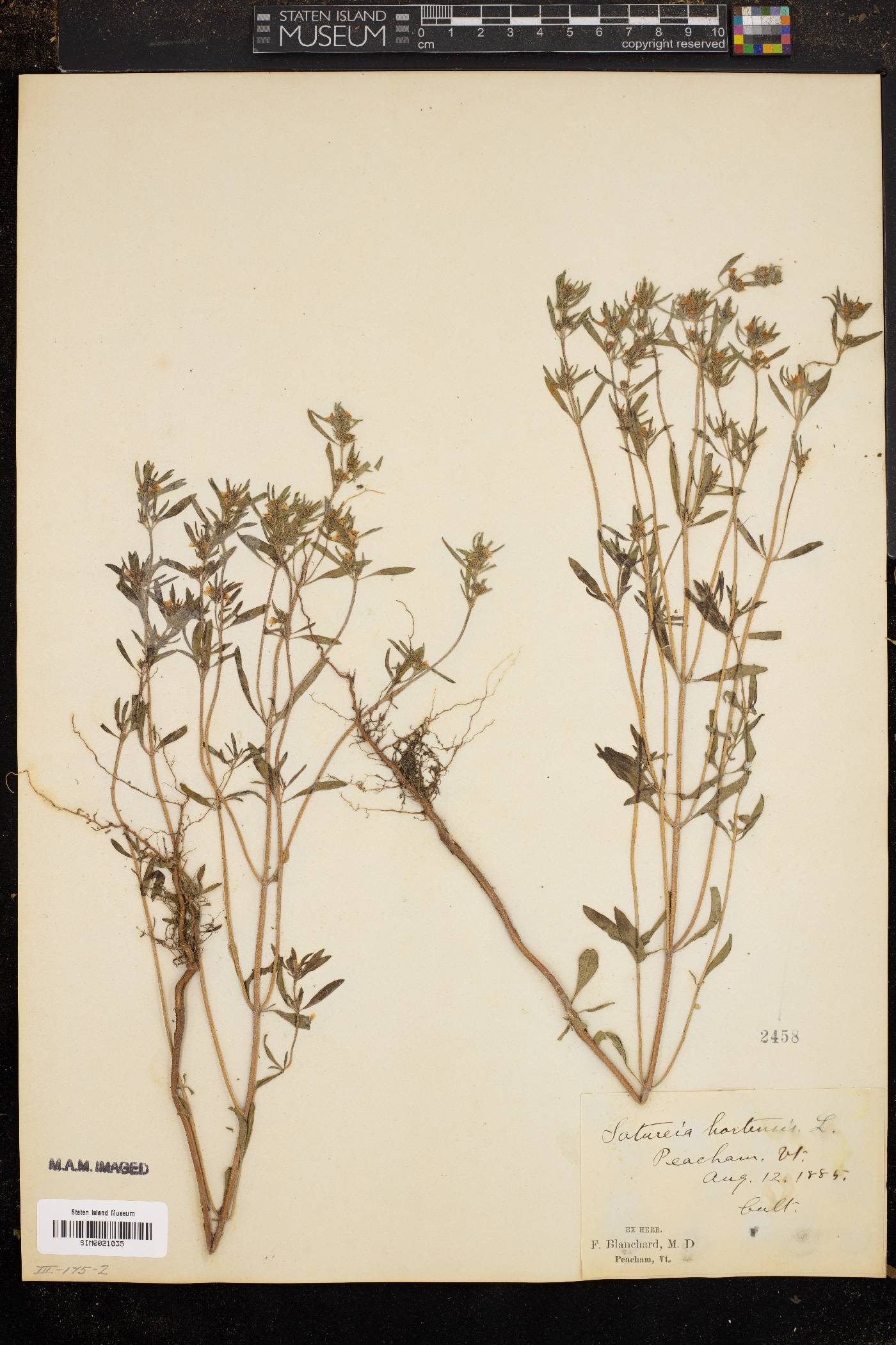 Satureja hortensis image