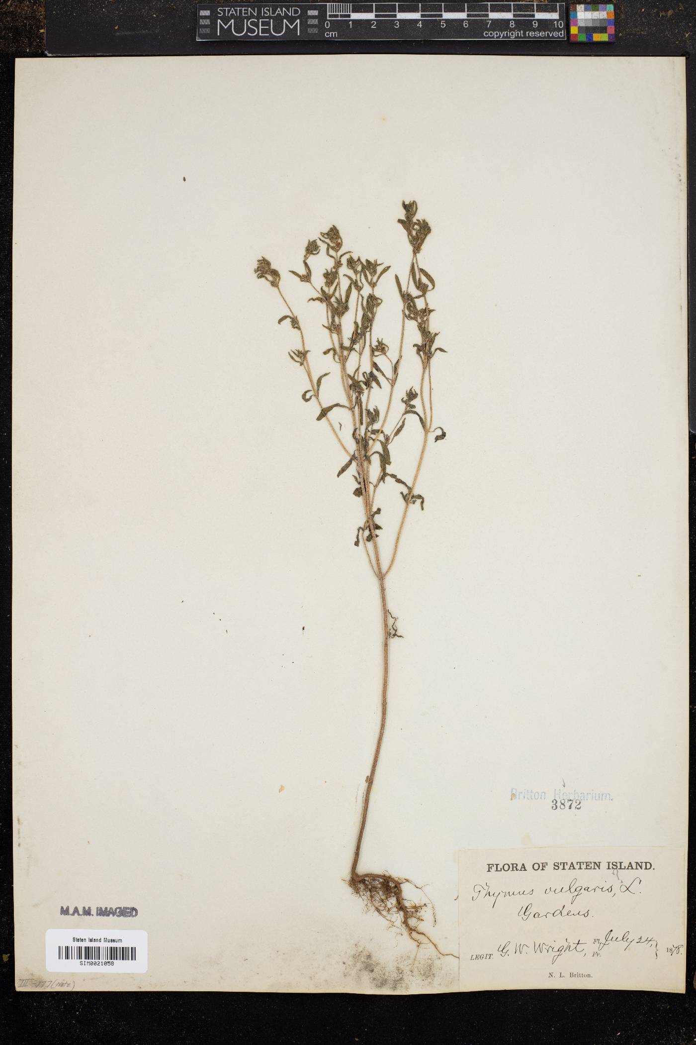 Thymus vulgaris image