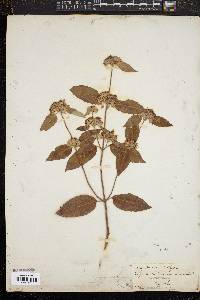 Pycnanthemum incanum image