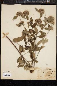 Pycnanthemum incanum image