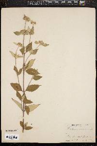 Pycnanthemum incanum image