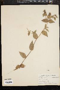 Pycnanthemum muticum image