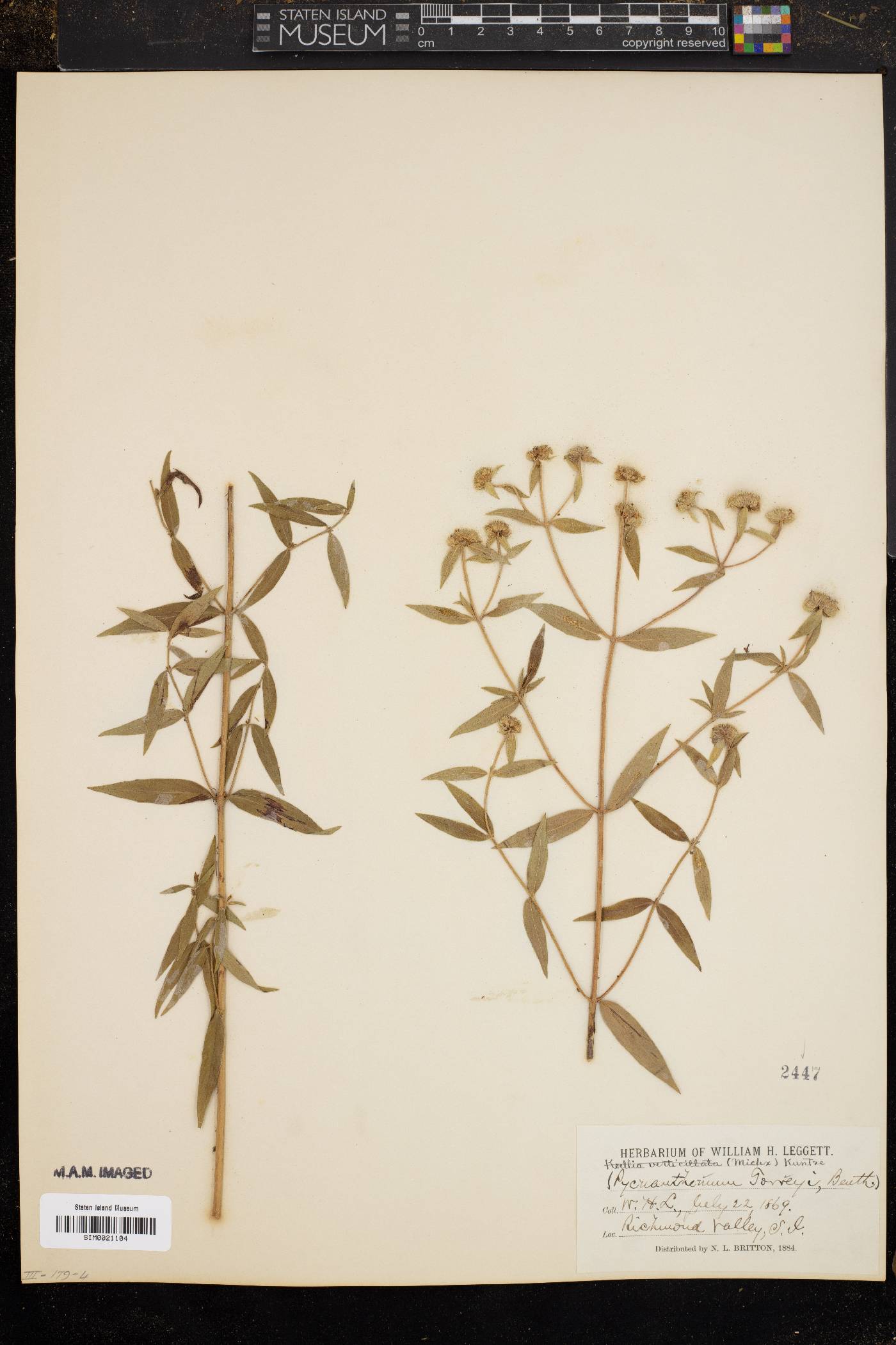 Pycnanthemum torreyi image