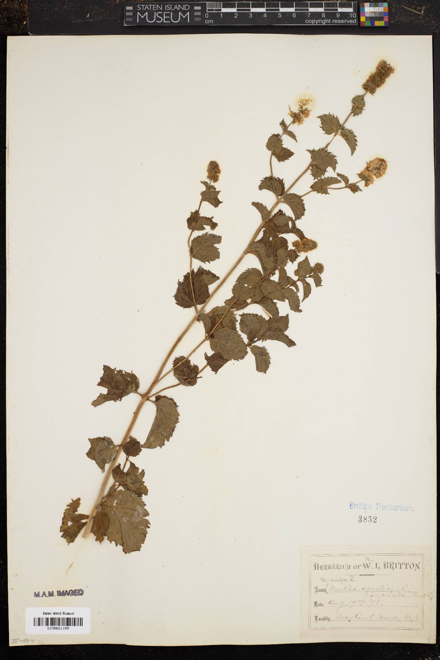 Mentha crispa image