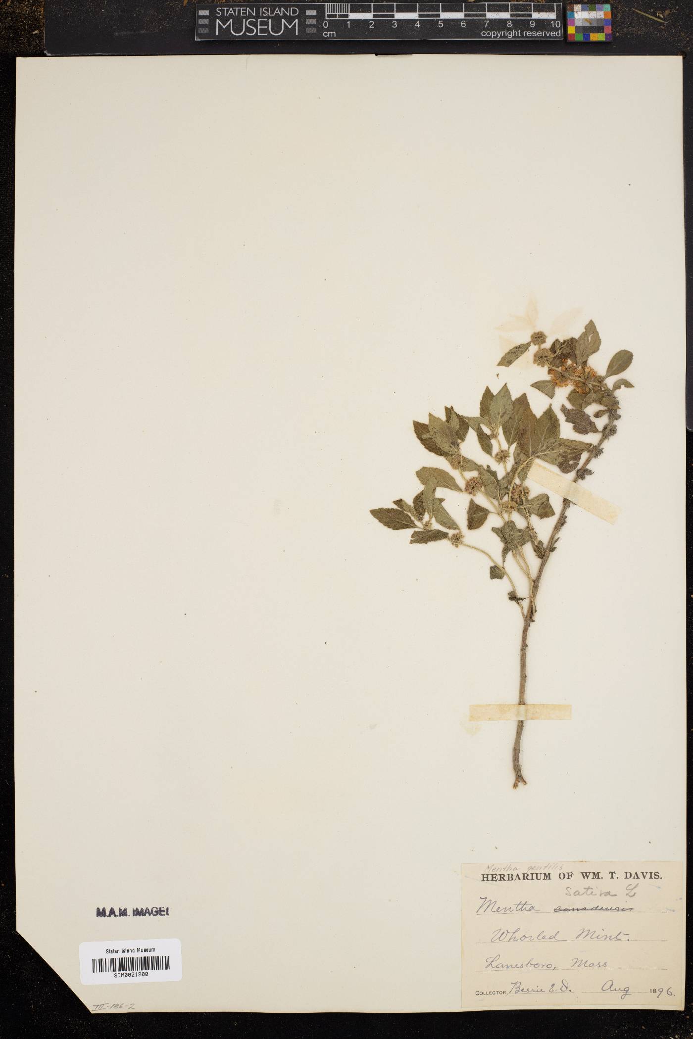 Mentha sativa image