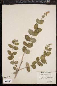 Image of Mentha × rotundifolia