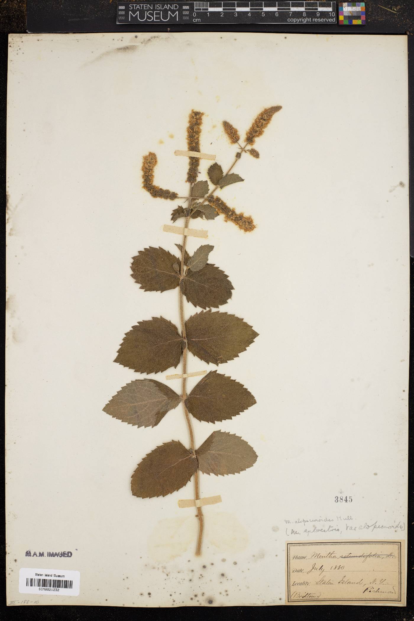 Mentha alopecuroides image