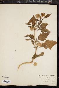 Nicandra physaloides image