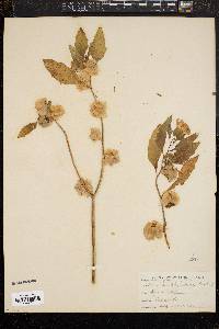 Nicandra physaloides image