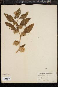 Nicandra physaloides image