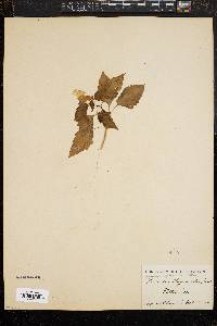 Nicandra physaloides image