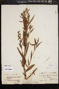 Ludwigia sphaerocarpa image