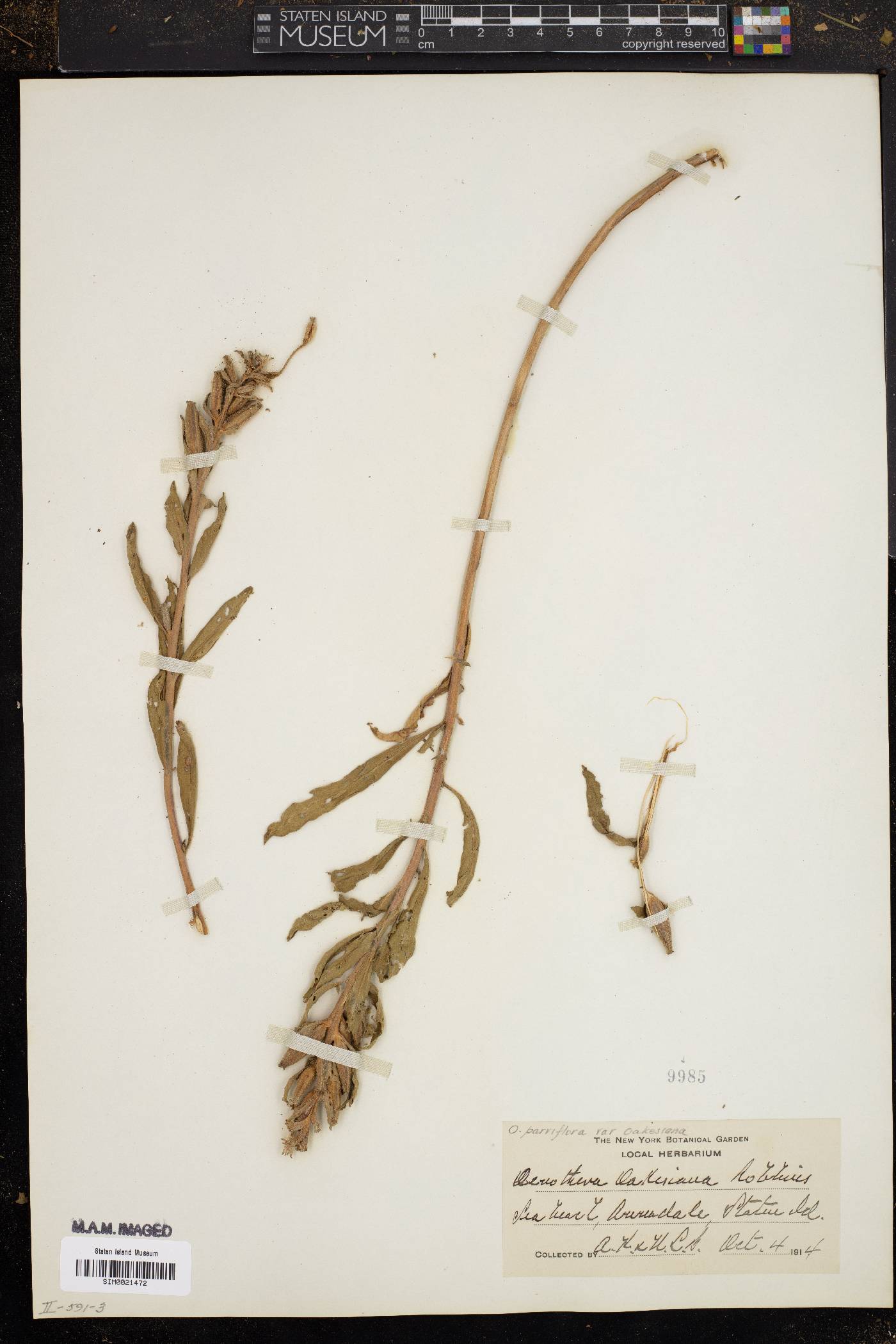 Oenothera parviflora var. oakesiana image