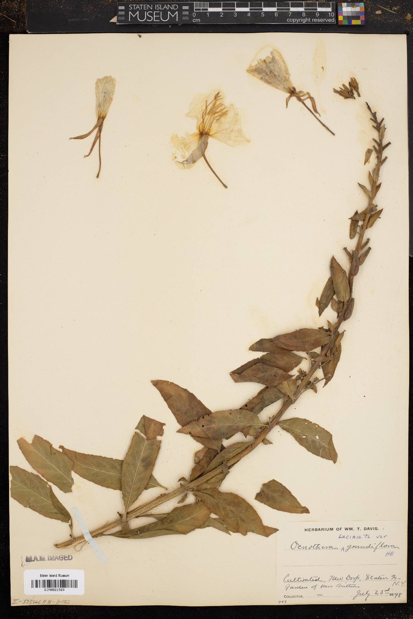 Oenothera grandis image