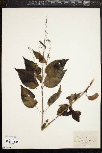 Circaea canadensis image