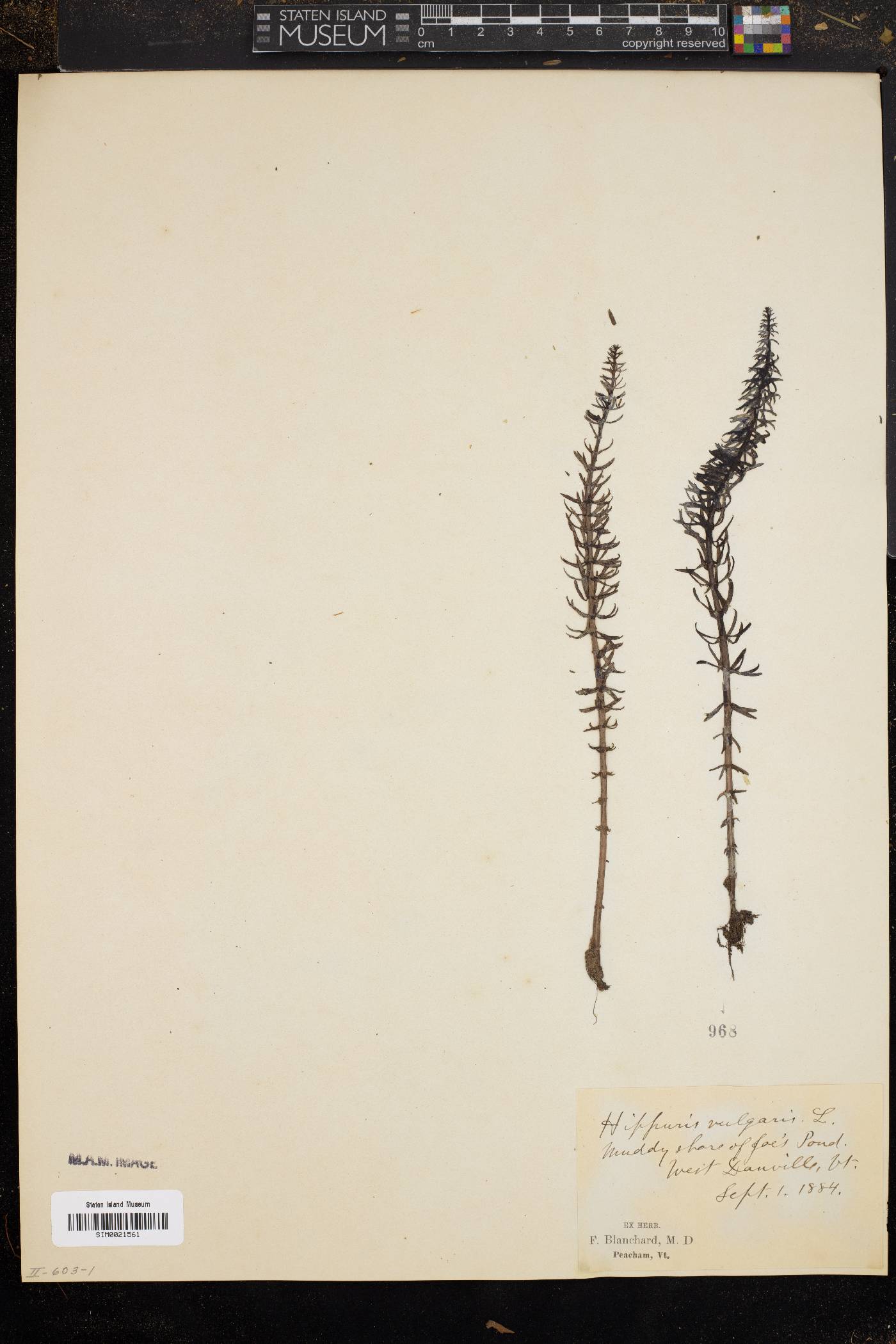 Hippuris vulgaris image