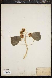 Hedera helix image