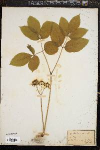 Aralia nudicaulis image