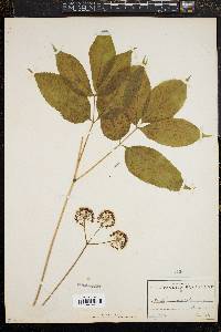 Aralia nudicaulis image