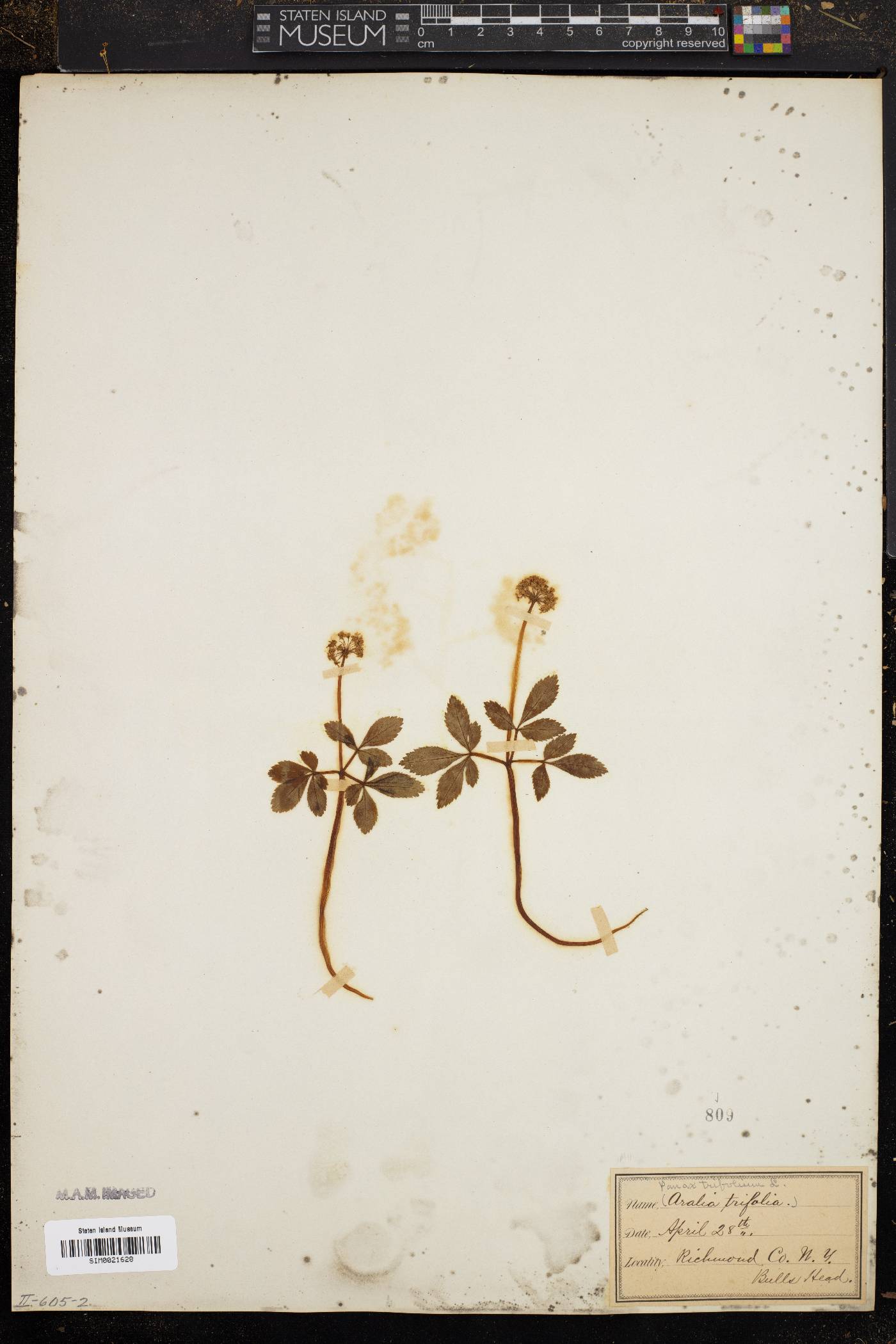 Panax trifolium image