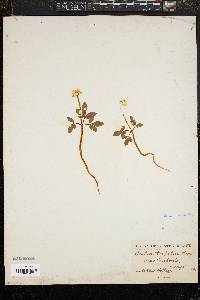 Panax trifolium image