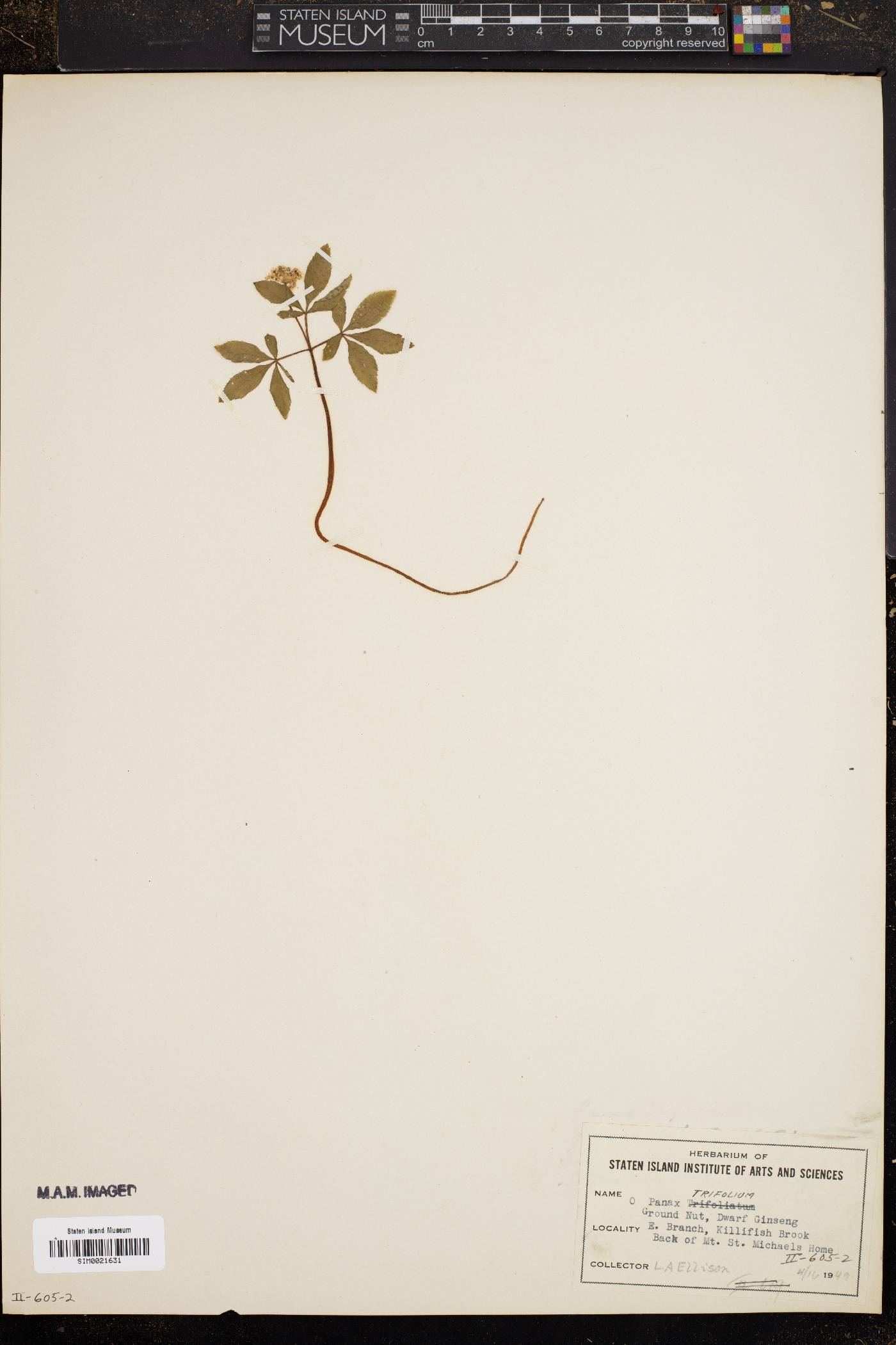 Panax trifolium image