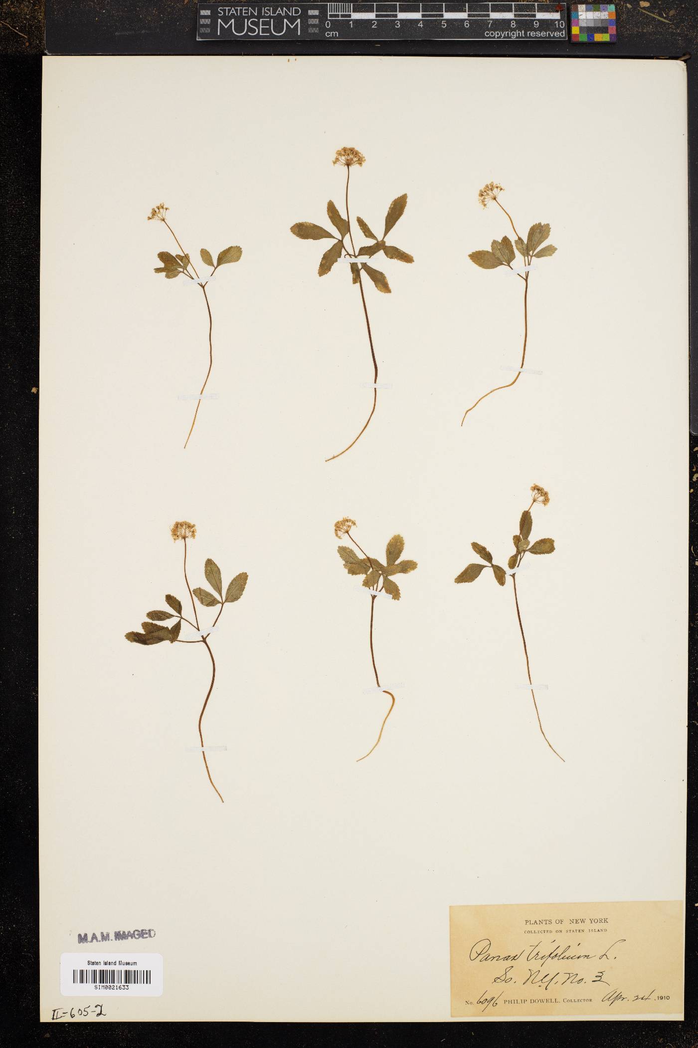 Panax trifolium image