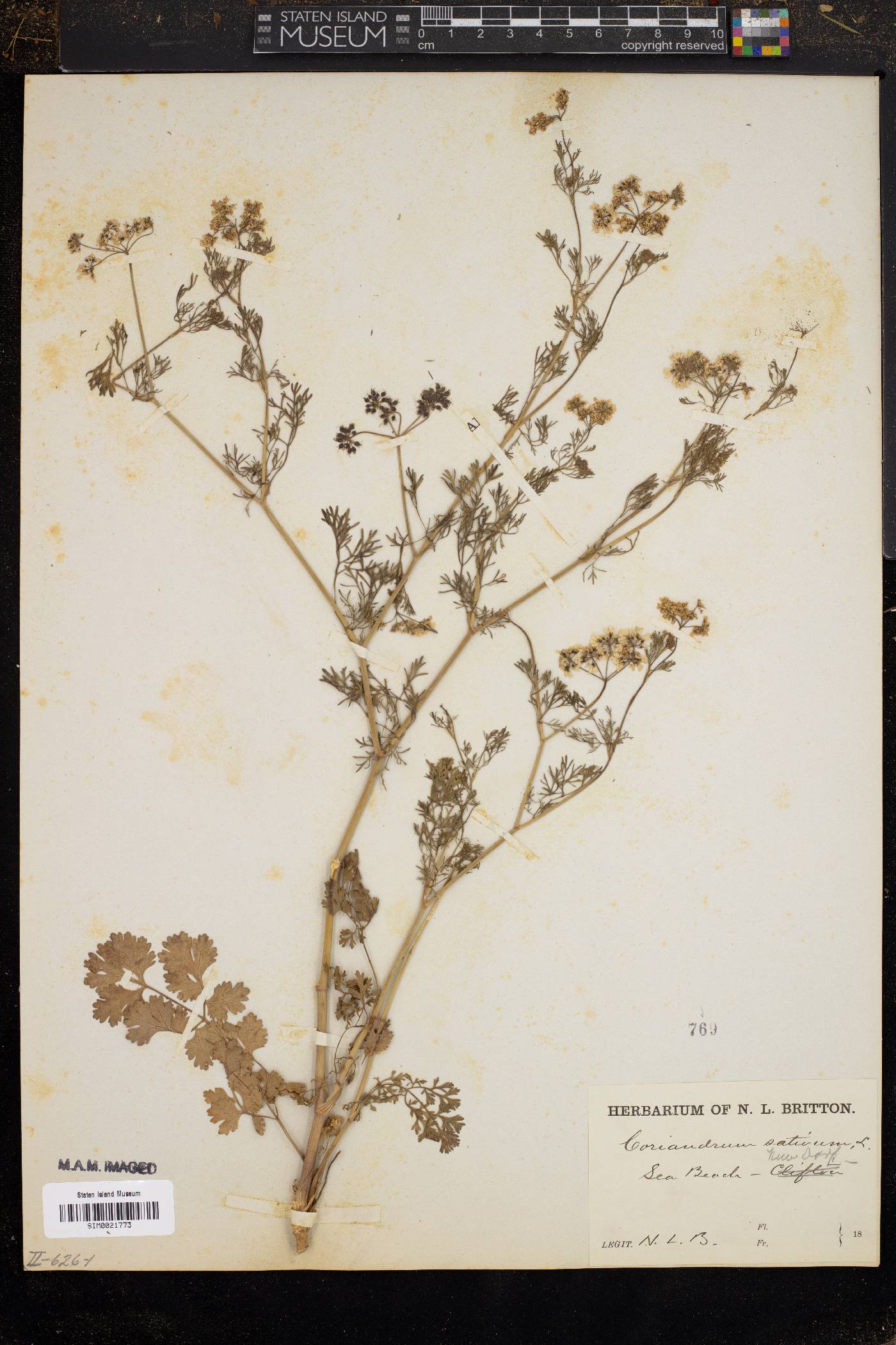 Coriandrum sativum image