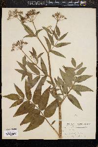 Image of Sium cicutaefolium