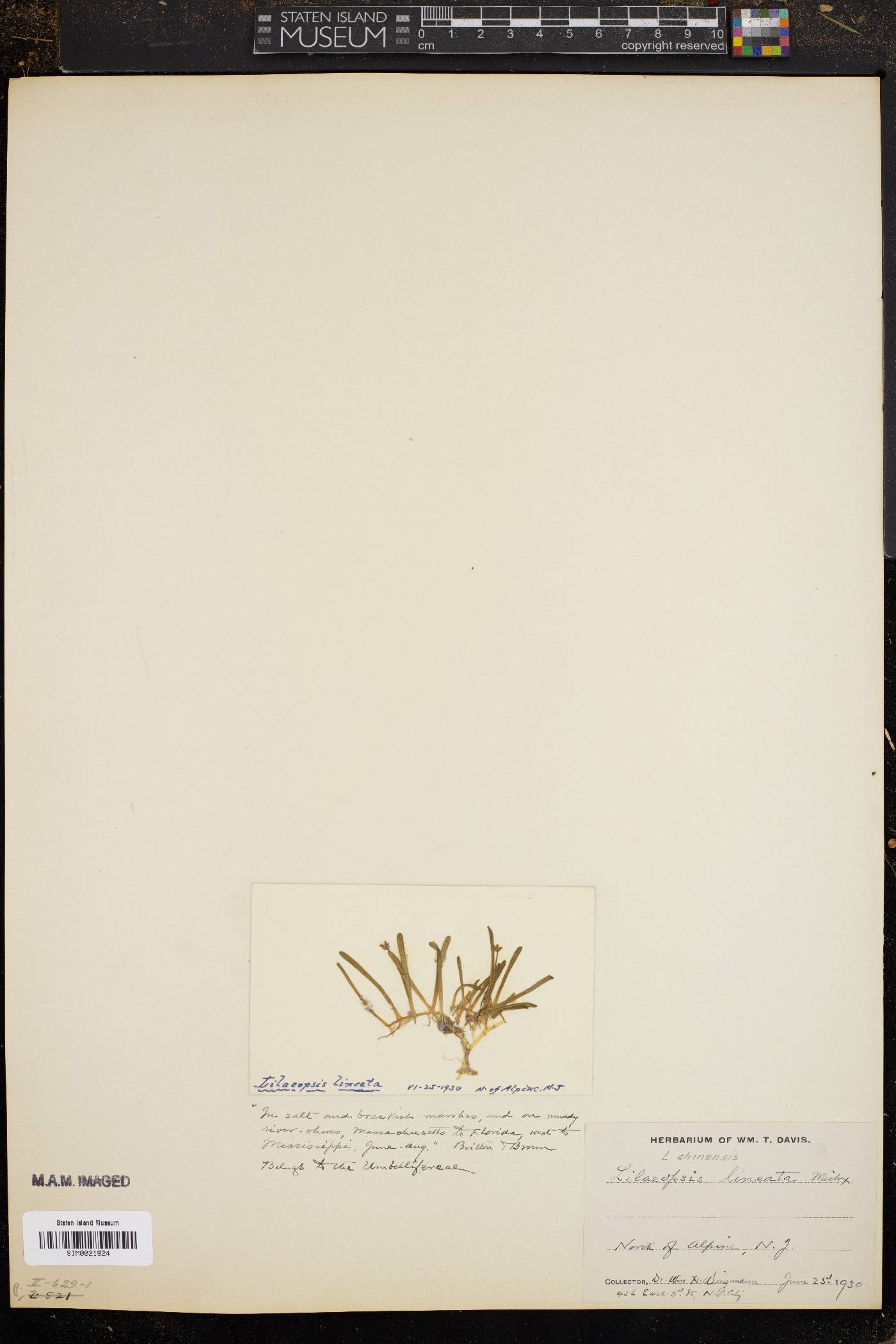 Lilaeopsis chinensis image