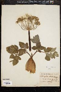 Angelica atropurpurea image