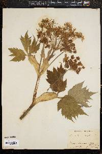 Heracleum maximum image