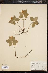 Cornus canadensis image