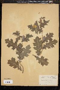 Quercus x egglestonii image