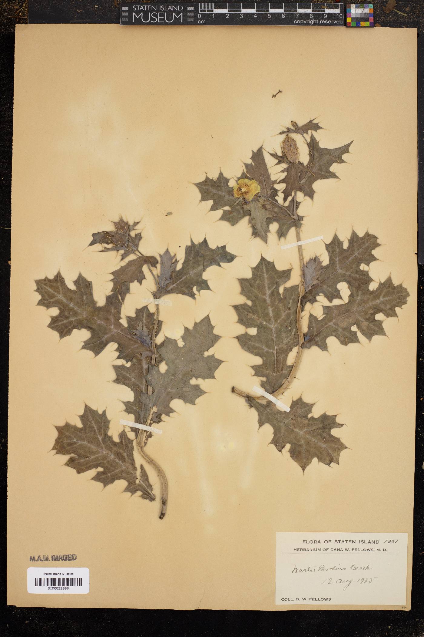 Quercus x egglestonii image