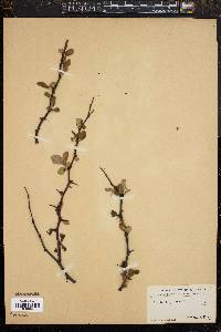 Image of Prunus japonica