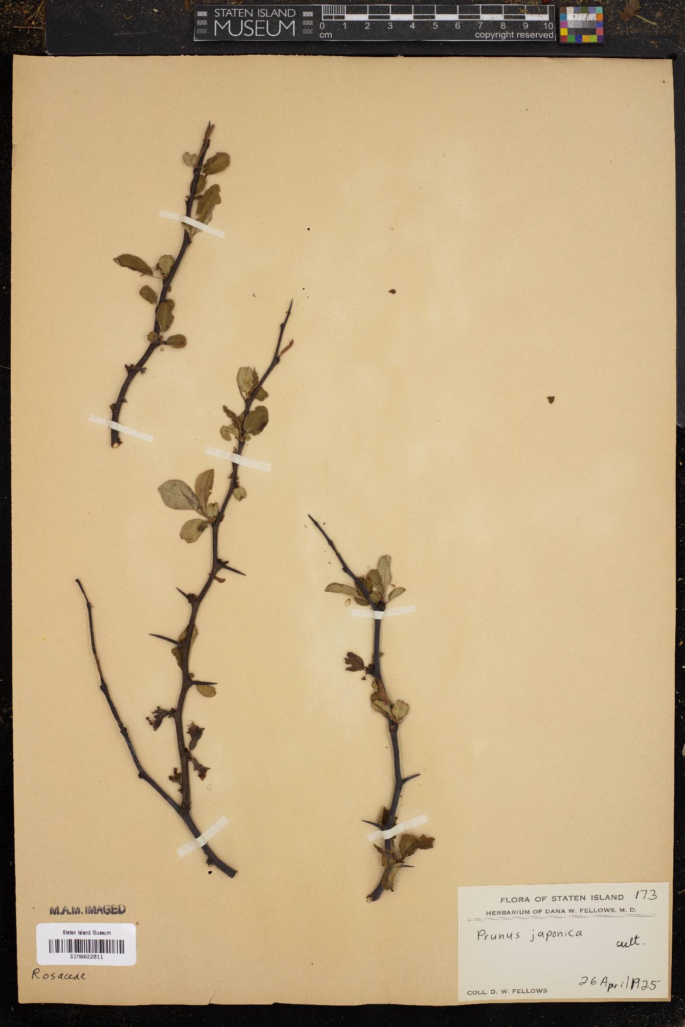 Prunus japonica image