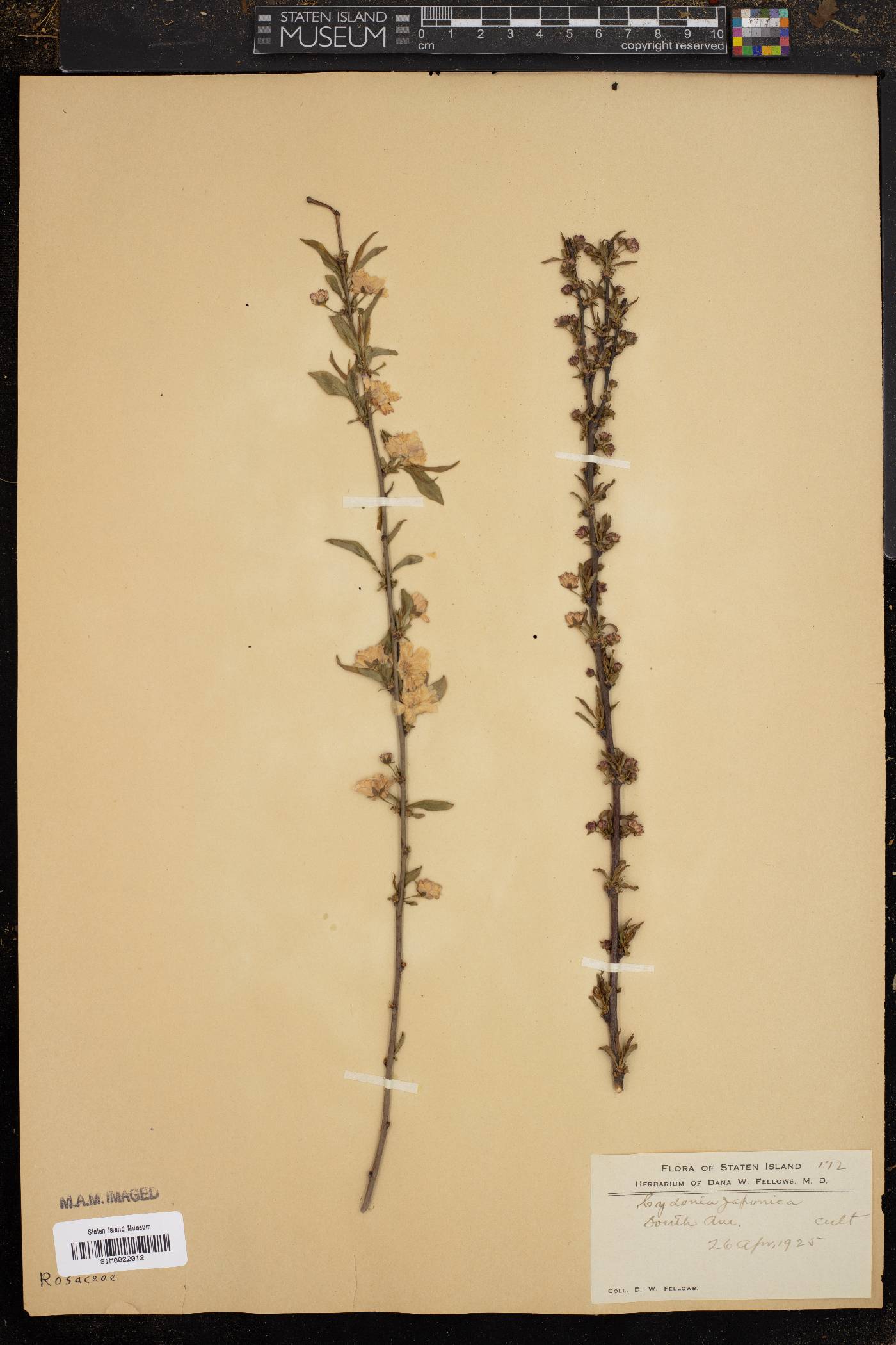 Cydonia japonica image