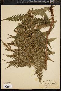 Dryopteris floridana image