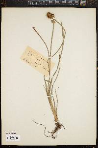 Image of Scirpus cubensis