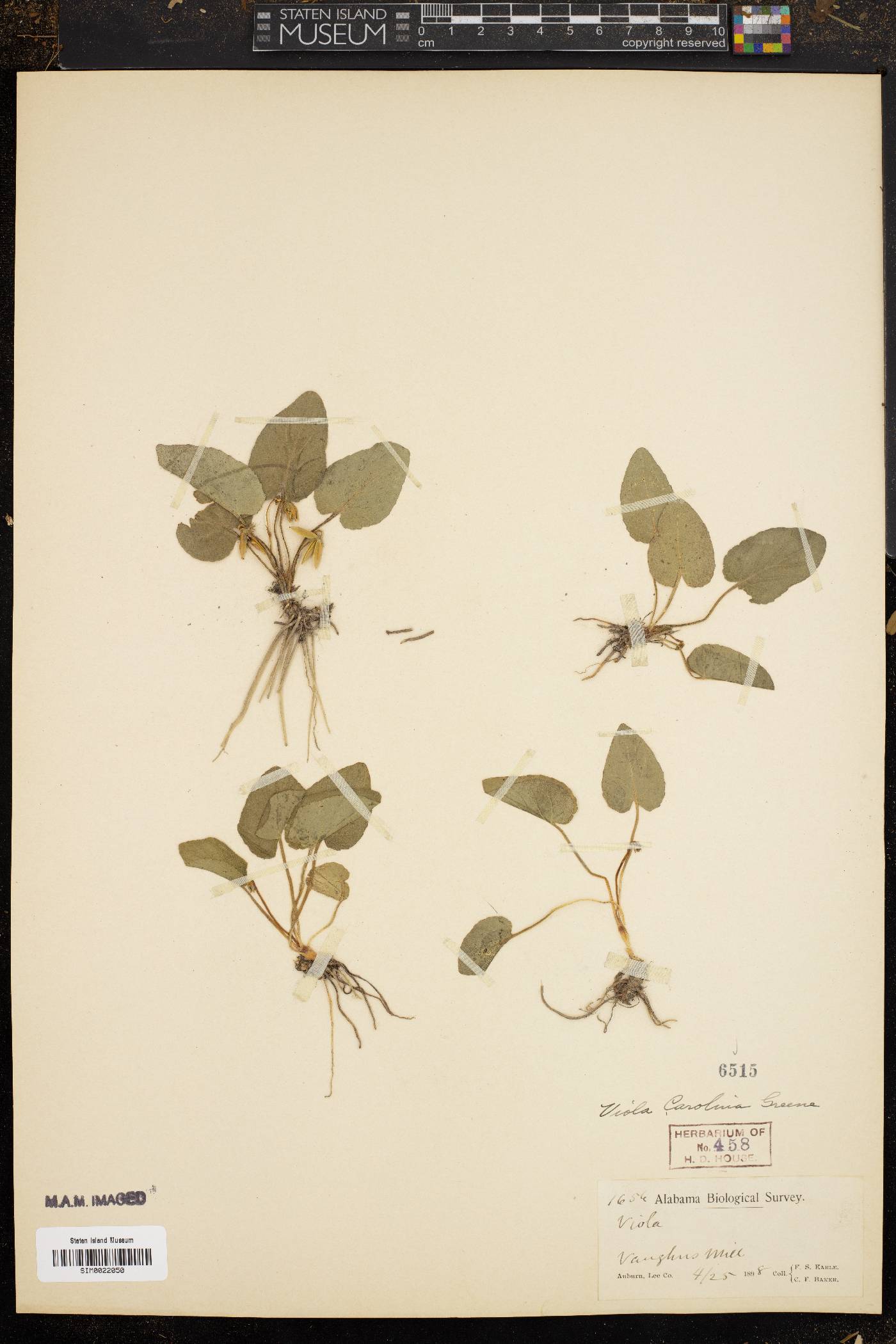 Viola carolina image