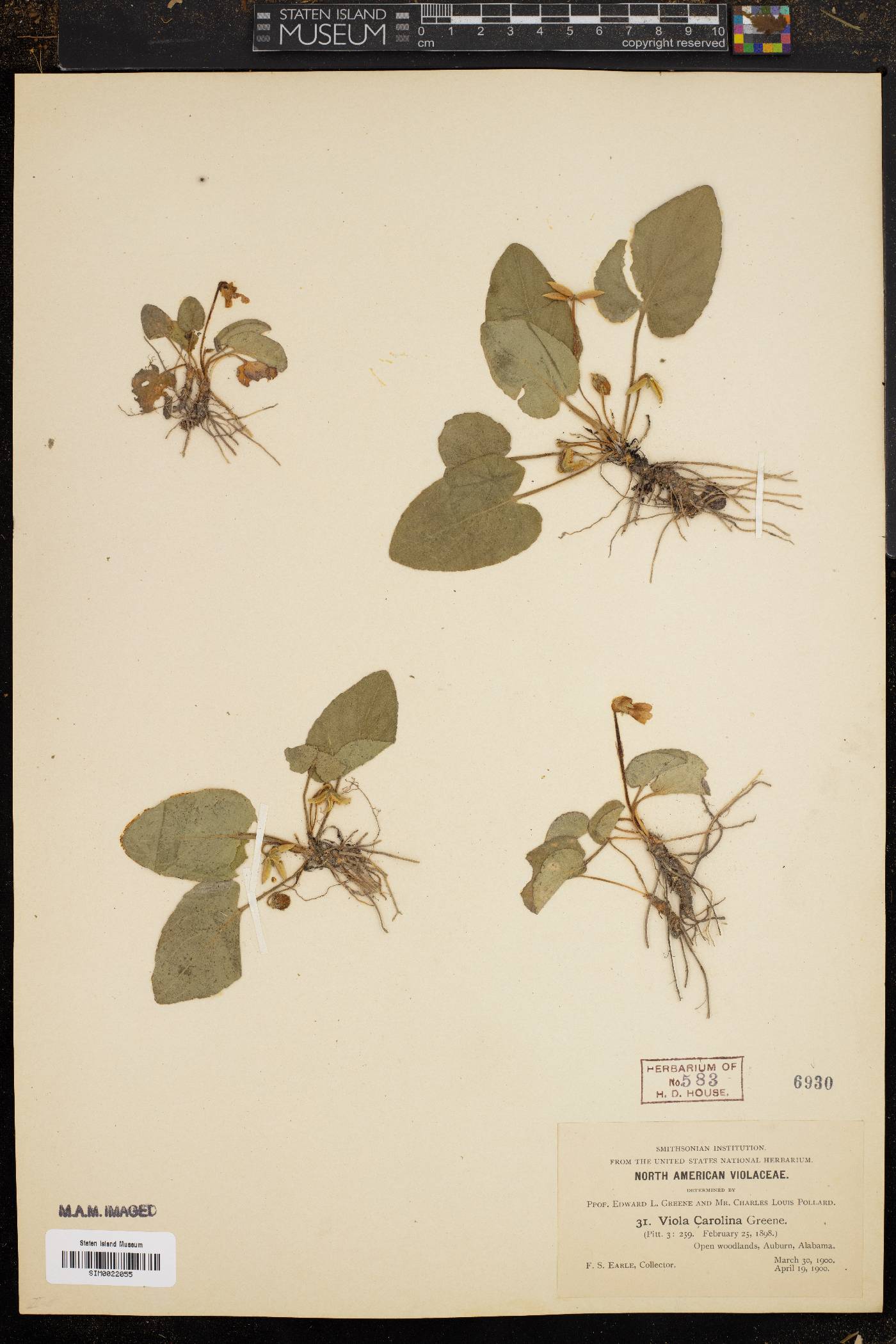 Viola carolina image