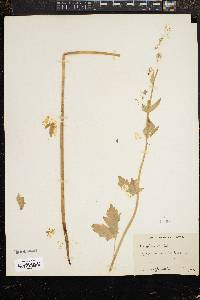Image of Aconitum fischeri