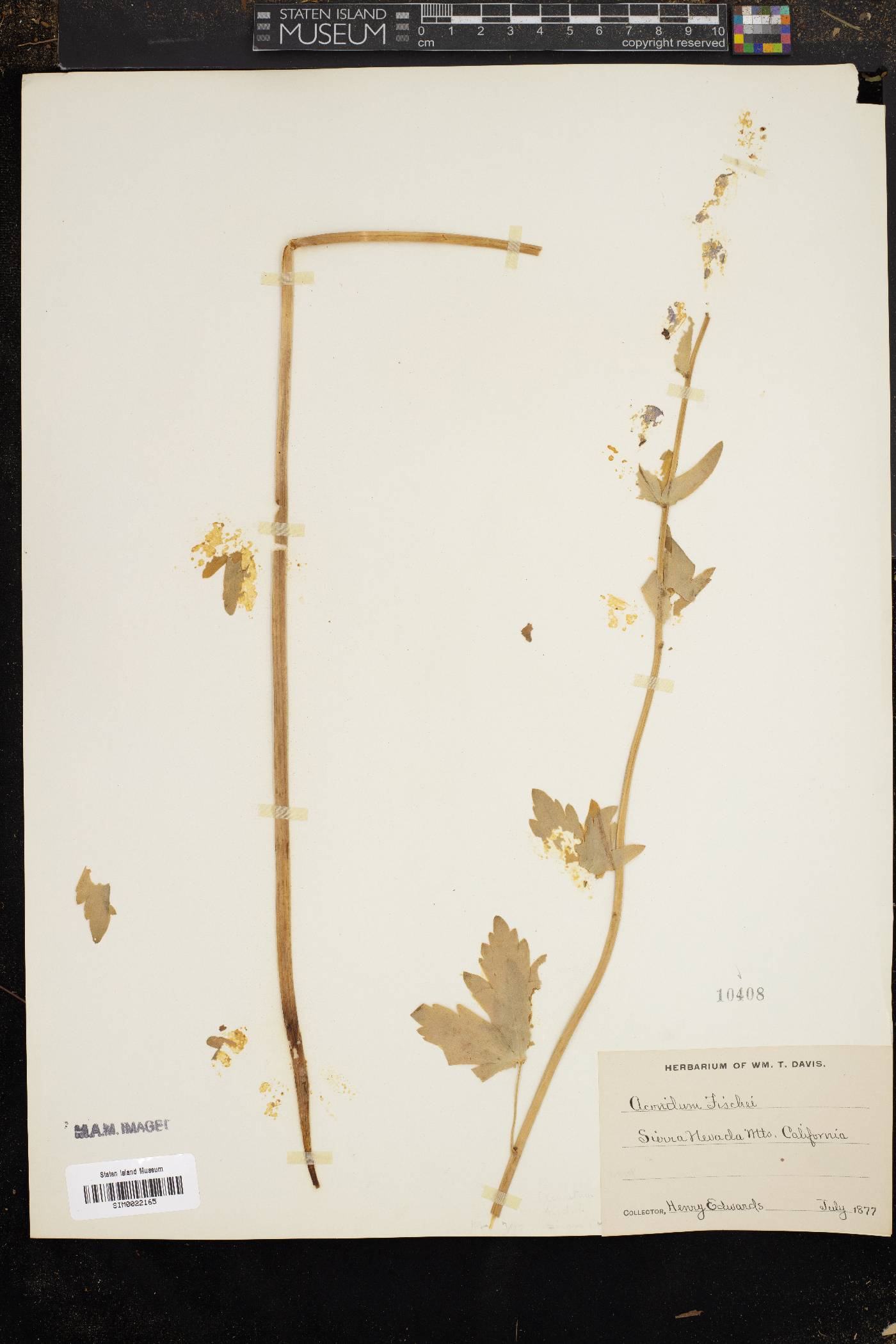 Aconitum fischeri image