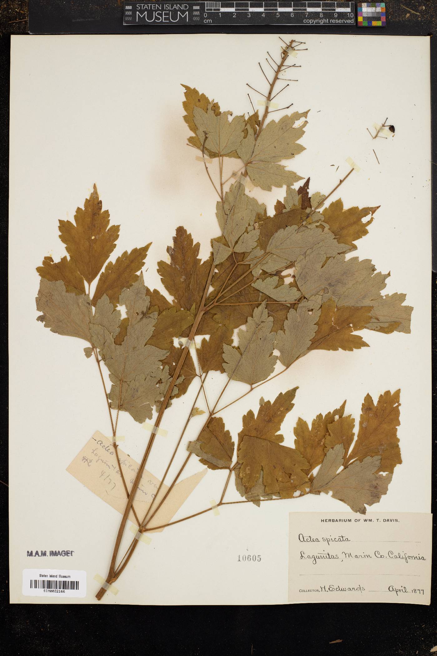 Actaea spicata image