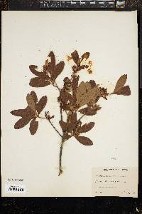 Azalea occidentalis image